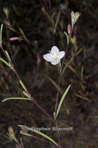 gayophytum eriospermum 4 graphic